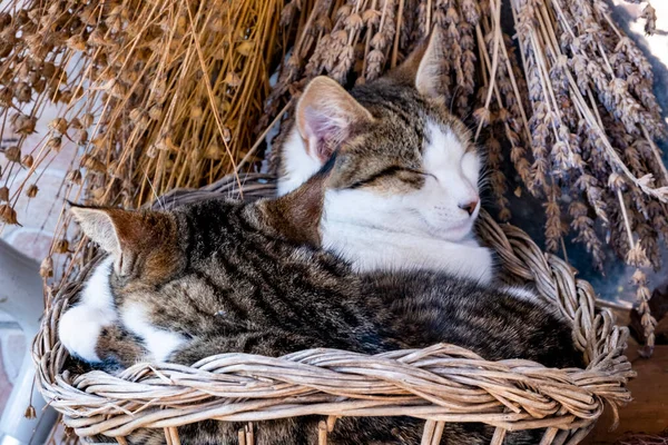 Two Cute Gray Tabby Cats Sleeping Basket Garden Side View Photo De Stock