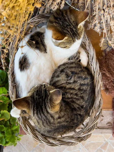 Top View Two Cute Gray Tabby Cats Sleeping Basket Garden Fotografia De Stock