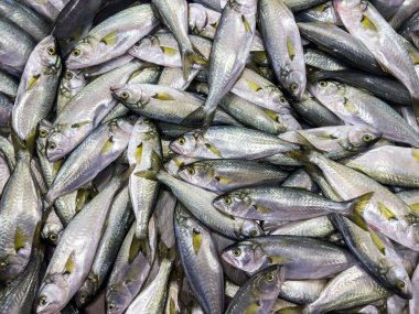 Markette bir sürü çiğ balık var. Üst düzey kaliteli fotoğrafçılık. Kopya alanı olan taze yiyecek arkaplanı.