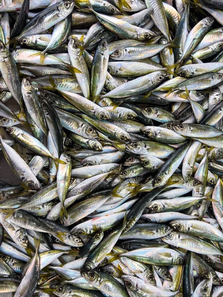 Vertical many raw Mackerel (Caranginae) fishes at market. Top view high quality photography. Fresh food background with copy space.