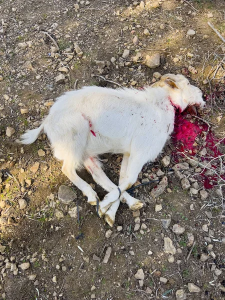 White goat sacrificed for religious offering, vertical