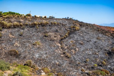 Ege kıyısındaki yıkıcı ve tehlikeli bir orman yangınından sonra ormanların yok edilmesi. Fotokopi alanı ile felaket arkaplanı. Ekolojik küresel ısınma ve iklim değişikliği. Flaş haber, konular.