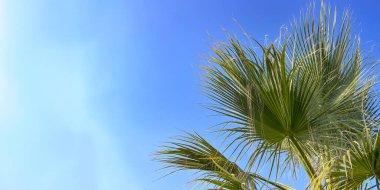 Egzotik palmiye ağaçları ve parlak güneş ışığıyla mavi gökyüzü arka planı, kopyalama alanı. Yaz tatili ve doğa yolculuğu macera konsepti. 