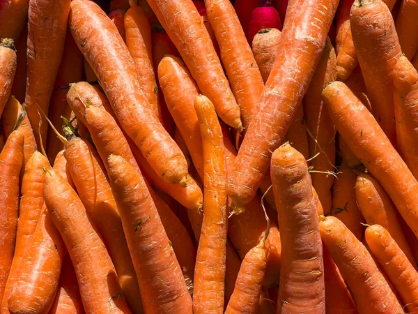 Pile of fresh bio organic carrots patterned background, copy space in full frame viewed from above. Sunlight falling on vegetable texture, top view. Harvesting orange vitamin food.