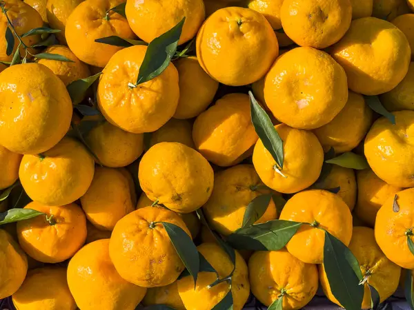 Beautiful fresh orange coloured bio organic tangerine patterned background, copy space in full frame viewed from above. Sunlight falling on juicy citrus fruit texture, top view. Harvest. Vitamin food.