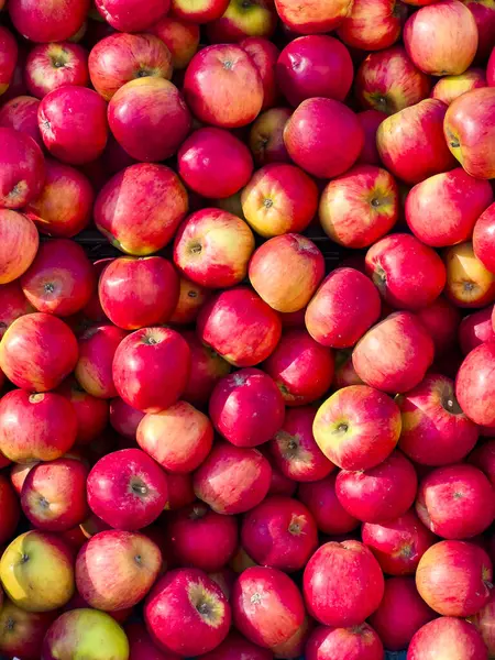 Beautiful fresh red bio organic apples patterned background, copy space in full frame viewed from above. Sunlight falling on juicy fruit texture, top view. Apple harvest. Autumn fruit. Vitamin food.