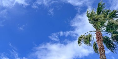 Looking up at a stunning palm tree against a blue sky with fluffy white clouds. Weather concept. Tropical summer holiday background with copy space. Panoramic composition. Low angle view.