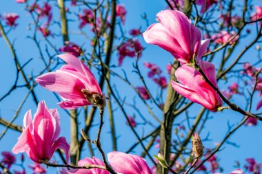 Bahar çiçekleri mutluluk ve neşe saçar.