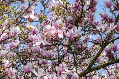 Bahar çiçekleri mutluluk ve neşe saçar.