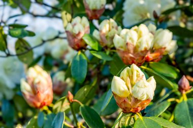 Bahar çiçekleri mutluluk ve neşe saçar.