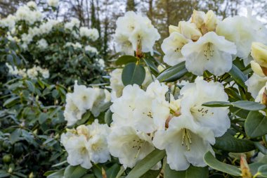 Bahar çiçekleri mutluluk ve neşe saçar.