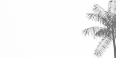 Yaz mesajları ve satış konsepti. Beyaz renkli duvarda 3 boyutlu palmiye gölgeleri oluşturdu. Büyük kopyalama alanı, boş şablon.