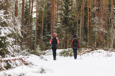Two hikers walking through snowy pine forest. High quality photo