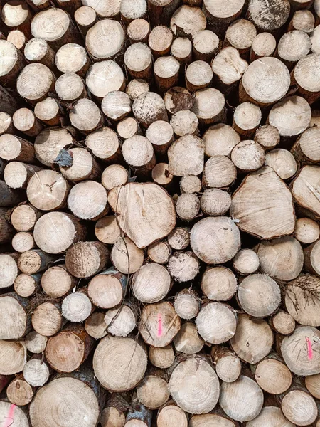 Frisch Gefällte Baumstämme Textur Und Hintergrund Der Gefällten Bäume Massive — Stockfoto