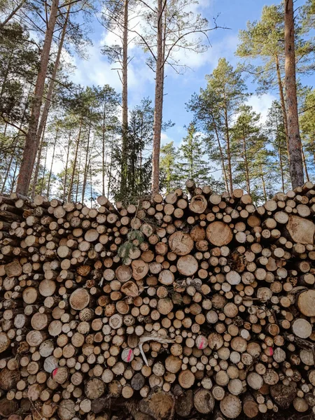 Gros Tas Grumes Fraîchement Coupées Dans Une Forêt Déforestation Massive — Photo
