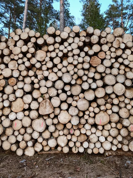 木の丸太を新鮮に切り取った 木を切り倒すテクスチャと背景 大規模な森林破壊 高品質の写真 — ストック写真