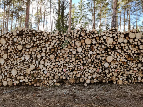 Großer Haufen Frisch Geschlagener Stämme Einem Wald Massive Entwaldung Bäume — Stockfoto