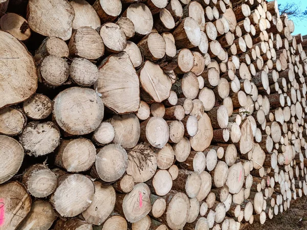 Freshly cut down wood logs. Texture and background of cut down trees. Massive deforestation. High quality photo