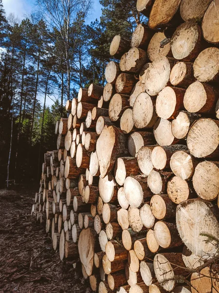 Acaba Cortar Troncos Madeira Textura Fundo Árvores Cortadas Desmatamento Maciço — Fotografia de Stock