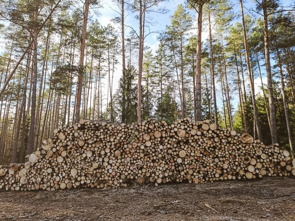 Großer Haufen Frisch Geschlagener Stämme Einem Wald Massive Entwaldung Bäume — Stockfoto