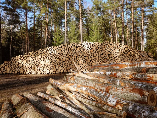 Grande Pilha Troncos Recém Cortados Uma Floresta Desmatamento Maciço Cortar — Fotografia de Stock