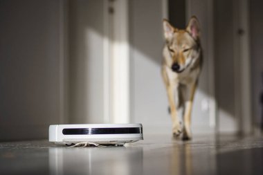 Köpek robot elektrikli süpürgeye bakıyor. Her yer köpek kılı dolu. Yüksek kalite fotoğraf