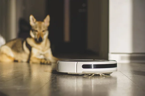 stock image Dog looking at Robotic vacuum cleaner.Dirty floor by dog hairs. High quality photo