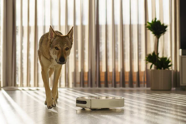 Robot vacuum cleaner and cute dog in the background looking how robot is cleaning house floor. High quality photo