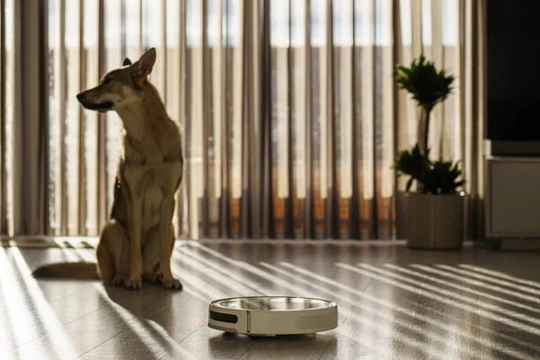 Robot vacuum cleaner and cute dog in the background looking how robot is cleaning house floor. High quality photo