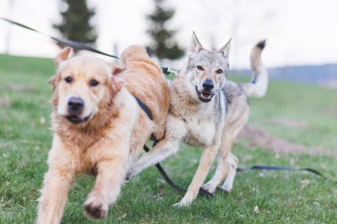 Dışarıda oynayan iki mutlu köpek. Çekoslovakya kurt köpeği ve golden retriever. Yüksek kalite fotoğraf