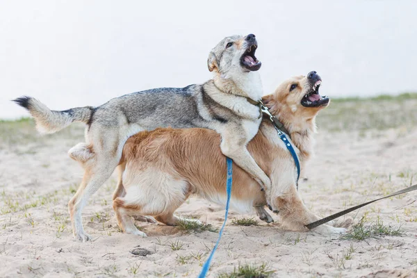 Dua Anjing Bahagia Bermain Luar Anjing Serigala Cekoslowakia Dan Anjing — Stok Foto