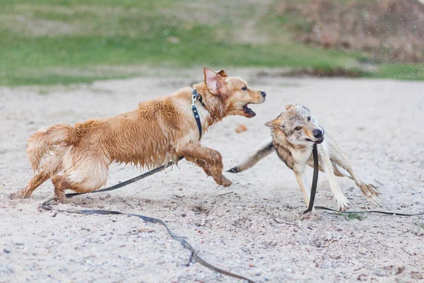 两只快乐的狗在外面玩耍 捷克斯洛伐克狼狗和金毛猎犬高质量的照片 — 图库照片