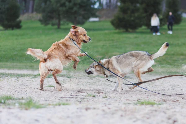 Zwei Glückliche Hunde Die Draußen Spielen Tschechoslowakischer Wolfshund Und Golden — Stockfoto