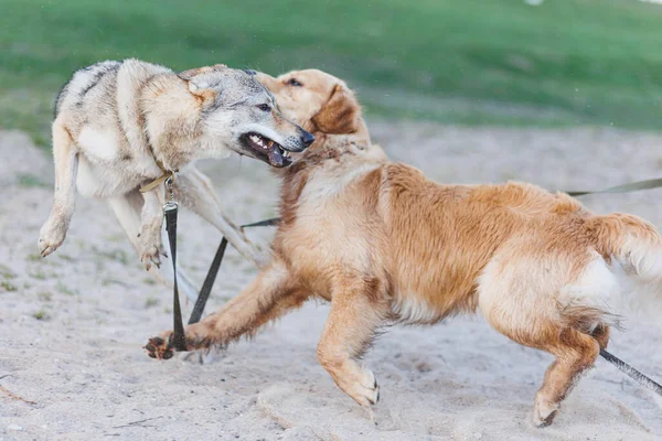 2匹の幸せな犬が外で遊んでいる チェコスロバキアのオオカミと黄金の回収機 高品質の写真 — ストック写真