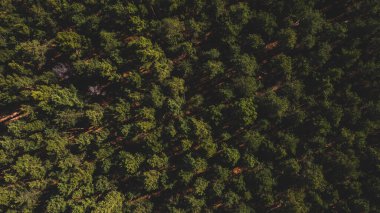 Pine Ormanı 'nın güneş ışığı altında insansız hava aracı görüntüsü. Ormanın en iyi manzarası. Yüksek kalite fotoğraf