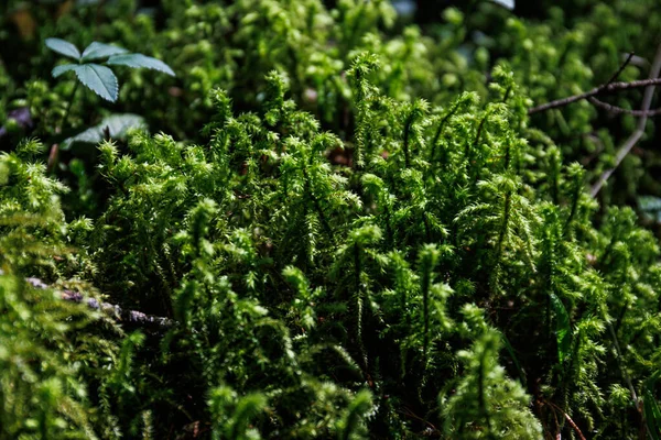 Zamknij Teksturę Zielonego Mchu Leśnego Zielona Naturalna Natura Wysokiej Jakości — Zdjęcie stockowe