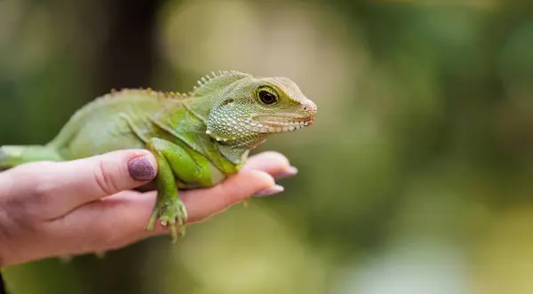 Chinese water dragon lizard on human hands. High quality photo