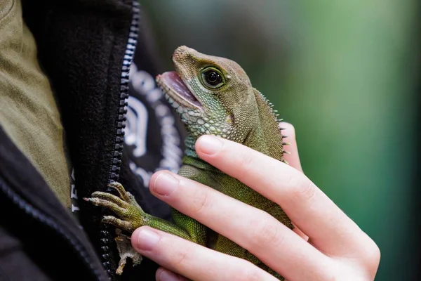 Chinese water dragon lizard on human hands. High quality photo