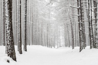 Güzel soyut kış manzarası, karla kaplı ağaçlar. Yüksek kalite fotoğraf