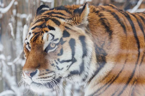 Close-up of tiger face in winter. High quality photo