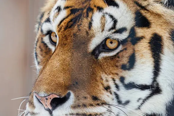 Close-up of tiger face in winter. High quality photo
