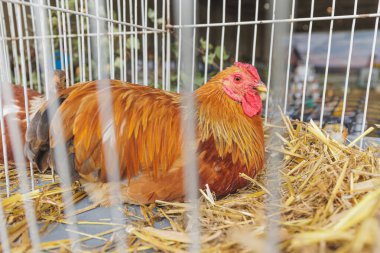Çiftlikteki tavuklar ve tavuklar. Yüksek kalite fotoğraf