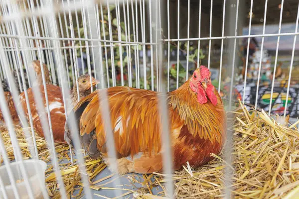 Kafesteki tavuk. Yüksek kalite fotoğraf