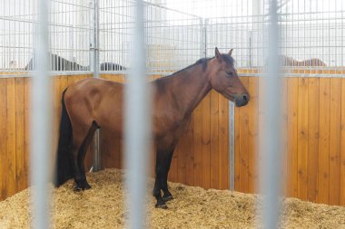 Kahverengi at ahırda. Yüksek kalite fotoğraf