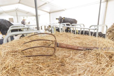 Samanlıktaki çatal. Arka planda inekler. Yüksek kalite fotoğraf