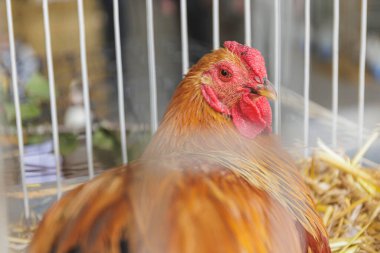 Çiftlikteki tavuklar ve tavuklar. Yüksek kalite fotoğraf