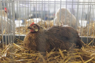 Kafesteki tavuk. Yüksek kalite fotoğraf