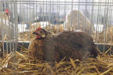 Chicken in the cage. High quality photo clipart