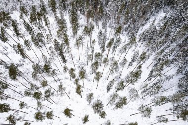 Çam ormanının karla kaplı havadan görünüşü. Kış ormanı dokusu. Hava görüntüsü. Kış manzarasının insansız hava aracı görüntüsü. Karla kaplı orman. Yüksek kalite fotoğraf