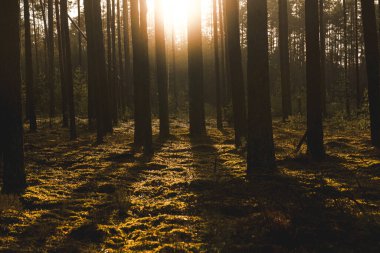 Güneş ışığı, ağaçlar, yosun, gölgeler. Orman zeminini aydınlatan altın ışıkla huzurlu bir orman sahnesi. Yüksek kalite fotoğraf
